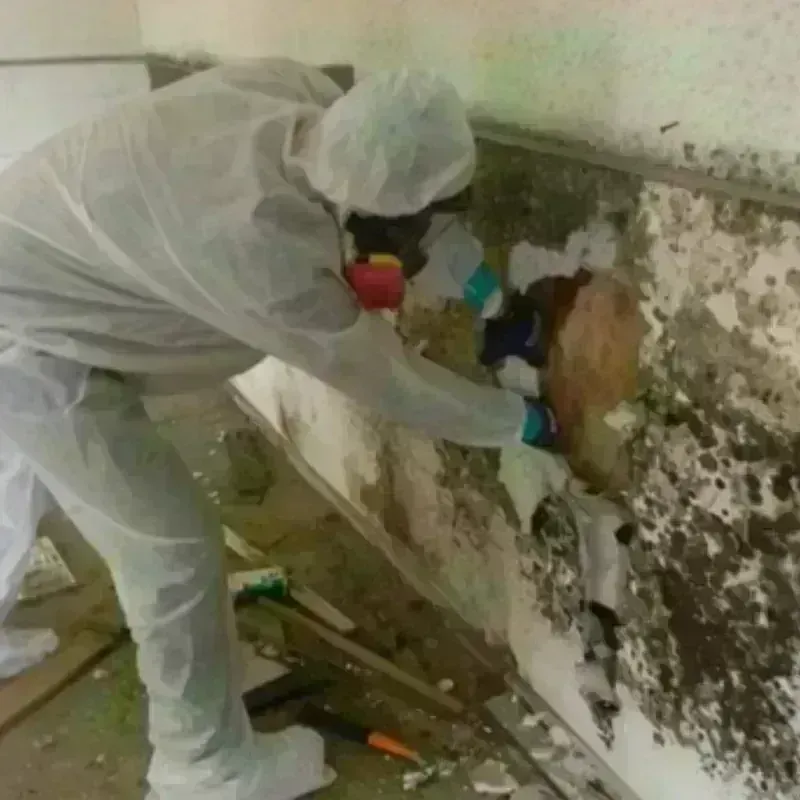 Mold Remediation and Removal in Waimanalo, HI